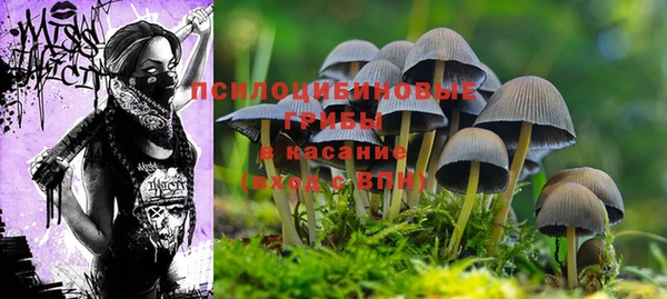 крисы Дмитров